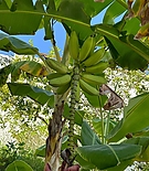 Filename=238.jpg
Filesize=276KiB
Dimensions=1080x1080
Date added=Dec 19, 2023 238.jpg